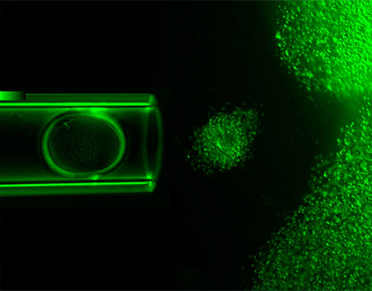 polarizovaná mikroskopie Oosight systému: COC (cumular oocyte complex) uprostřed, denudační pipeta SG-140 s aspirovaným zralým lidským oocytem vlevo